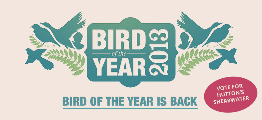 2013-bird-of-year